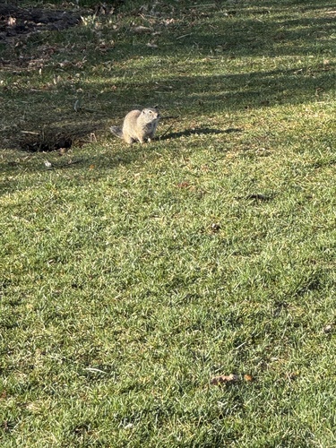 Uinta Ground Squirrel observed by knbuchi