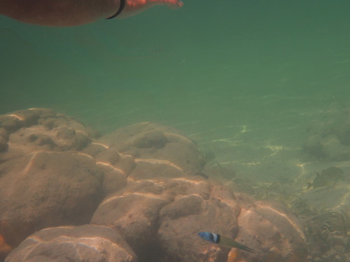 Thalassoma bifasciatum
