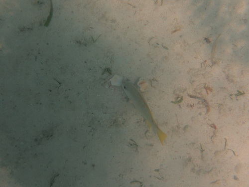 Lutjanus apodus