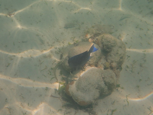 Acanthurus coeruleus