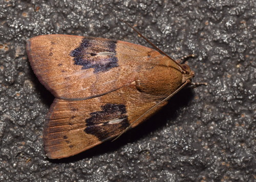 Maceda mansueta Walker, 1858