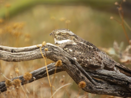 Lesser Nighthawk observed by abbydog