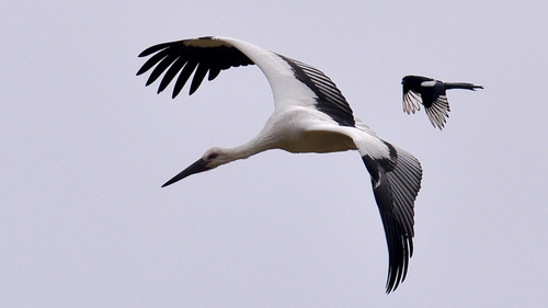 Oriental Stork