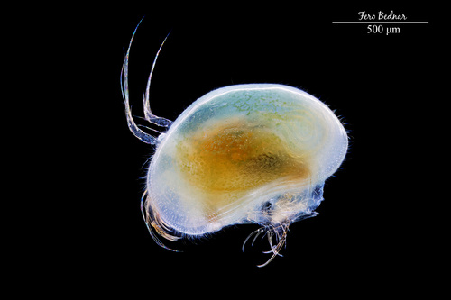 Cyprididae