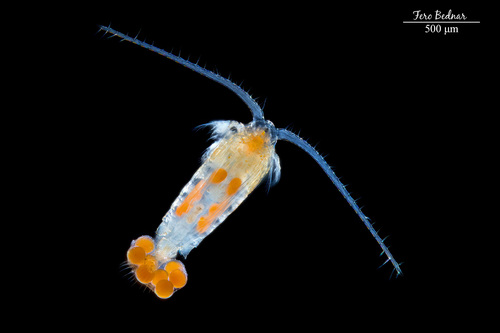 Diaptomidae