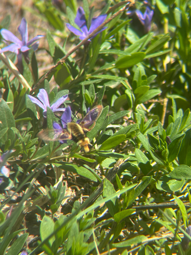 Snowberry Clearwing