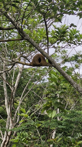Rufous Hornero