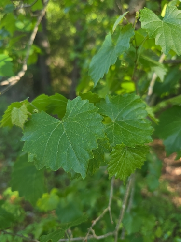 muscadine