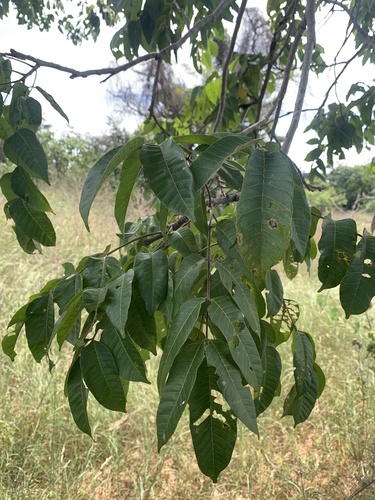 Astronium fraxinifolium
