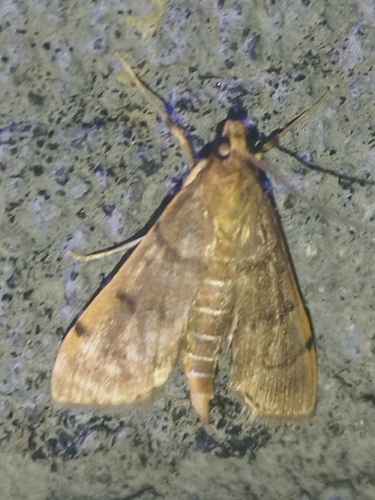 Bean-leaf Webworm Moth