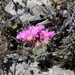 Mammillaria longiflora - Photo (c) quirino, kaikki oikeudet pidätetään, uploaded by quirino