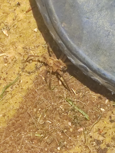 Mediterranean Spiny False Wolf Spider