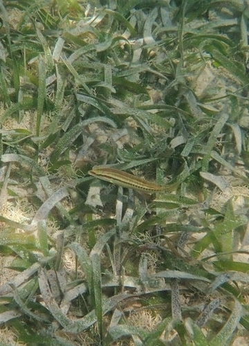 Halichoeres bivittatus