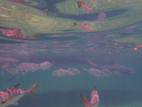 Caranx latus