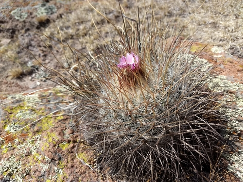 Echinofossulocactus ochoterenanus