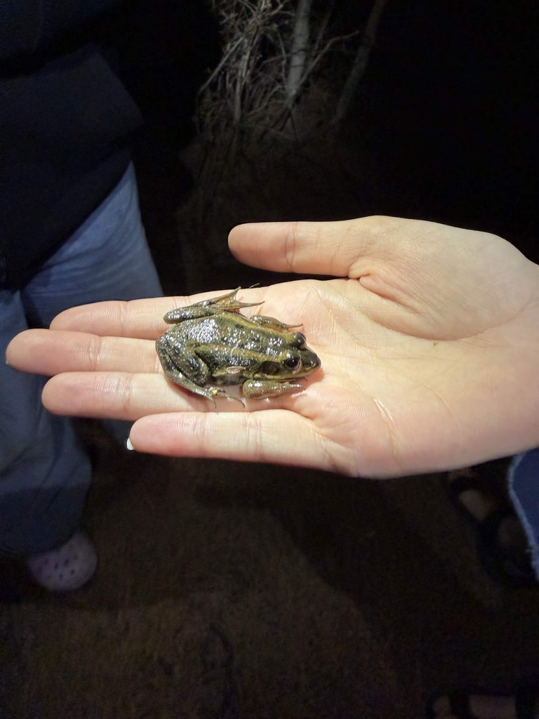 Carpenter Frog from Marlton, NJ, US on April 11, 2026 at 08:13 PM by ...