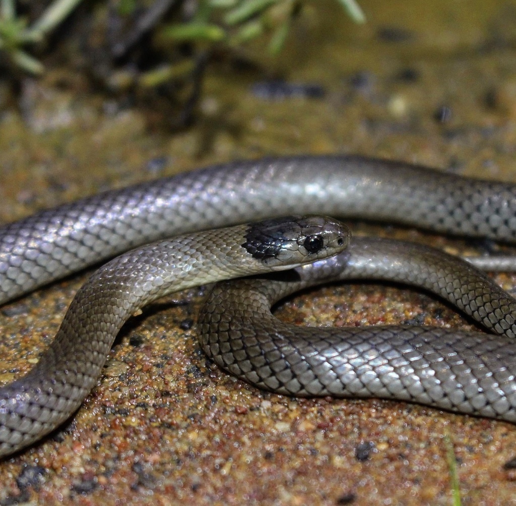 Grey Snake (Hemiaspis damelii) · iNaturalist Australia