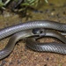 Grey Snake - Photo (c) Tyler Monachino, all rights reserved, uploaded by Tyler Monachino