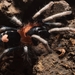 Trinidad Dwarf Tiger Tarantula - Photo (c) Rainer Deo, all rights reserved, uploaded by Rainer Deo
