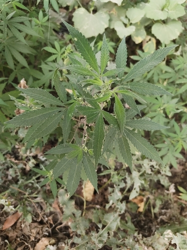 Cannabis