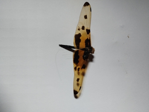 Common Picture Wing