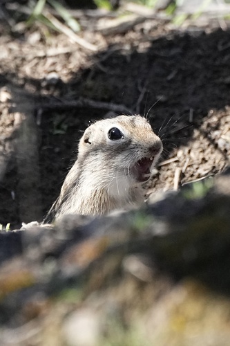 Washington Ground Squirrel observed by chrisophylla