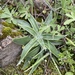 Dudleya lanceolata - Photo 由 Melanie Albert 所上傳的 (c) Melanie Albert，保留所有權利