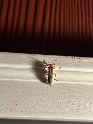 iNaturalist observation photo of Brown Leather Wing Beetle