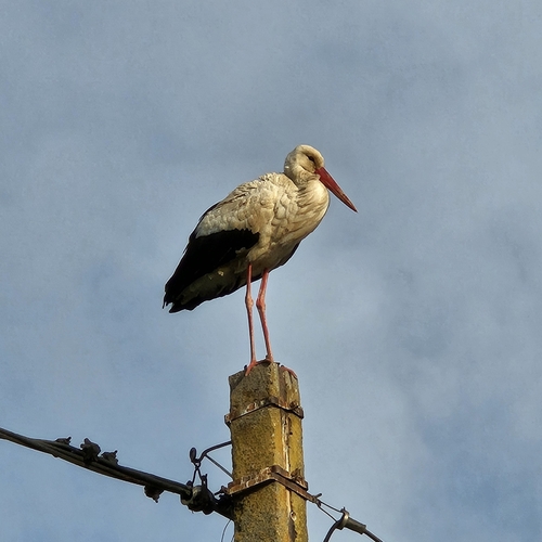 European White Stork