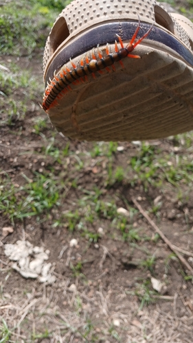 Pacific Giant Centipede