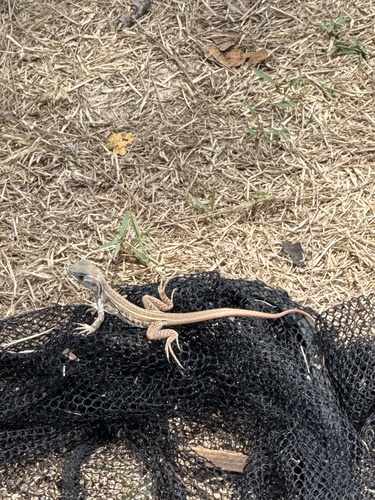 Common Butterfly Lizard