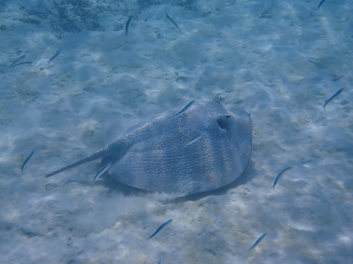 Urogymnus asperrimus