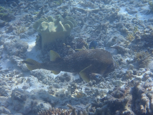 Diodon hystrix