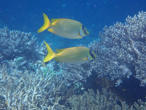 Siganus puellus