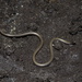 Klauber's Blind Snake - Photo (c) Ryan L. Lynch, all rights reserved, uploaded by Ryan L. Lynch