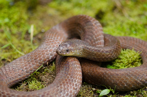 Giant Groundsnake (Atractus gigas) · iNaturalist