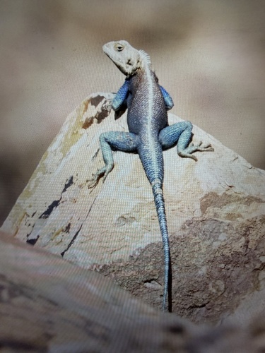 Bibron's Agama