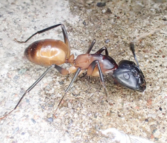 Camponotus ocreatus image