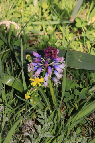 Bellevalia mauritanica