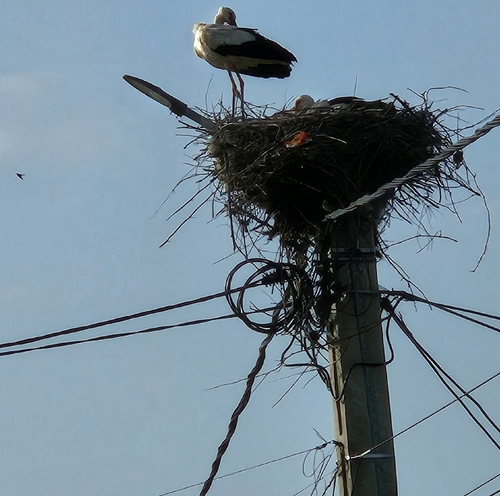 White Stork