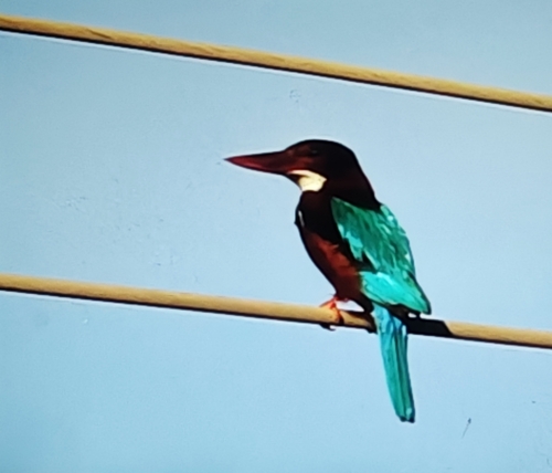 White-throated Kingfisher