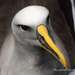 Buller's Albatross - Photo (c) Albeer, all rights reserved, uploaded by Albeer