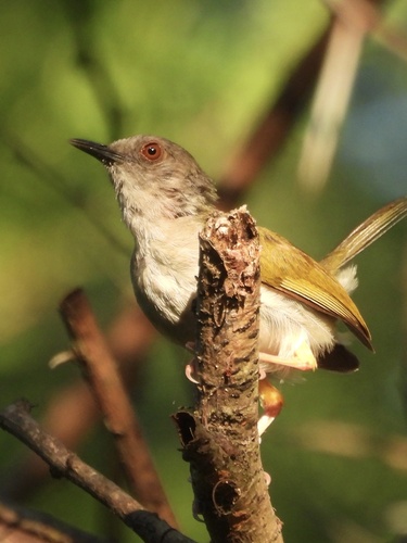 Green-backed Camaroptera