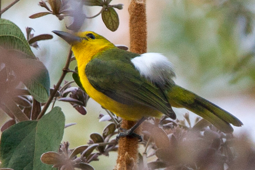 Great Iora (Aegithina lafresnayei) · iNaturalist