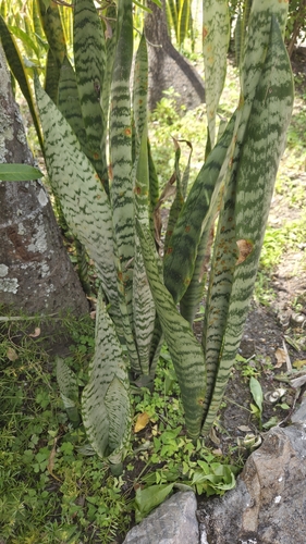 Snake Plant