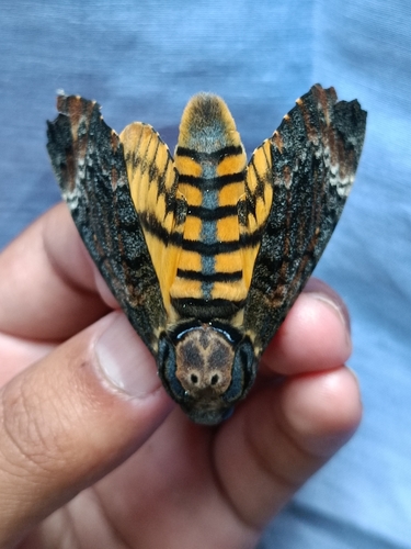 Eastern Death's Head hawkmoth