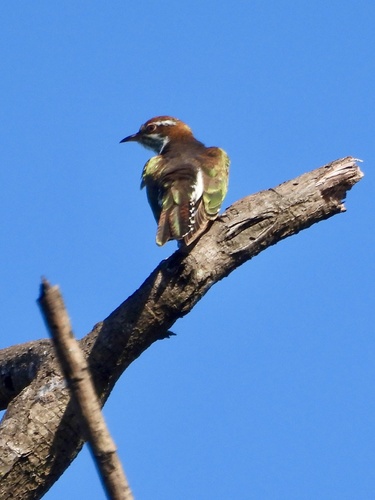 Diederik Cuckoo