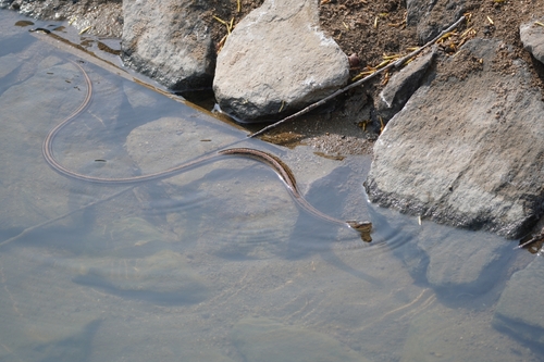Frog-eating Rat Snake