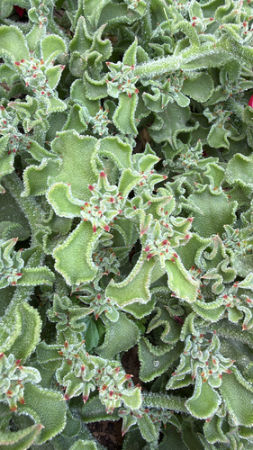 Crystalline ice plant