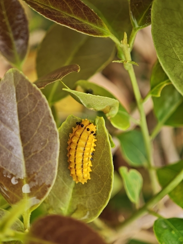 Chalcosia suffusa